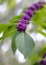 Wild berries Royalty Free Stock Photo