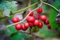 The wild berries on the branch