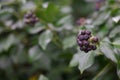 Wild Berries Close up Royalty Free Stock Photo