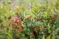 Wild berries on a green vegetative background in forest. Blueberries, lingonberries and heather in a pine forest Royalty Free Stock Photo