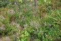 Wild berries on a green vegetative background in forest. Blueberries, lingonberries and heather in a pine forest Royalty Free Stock Photo