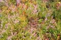 Wild berries on a green vegetative background in forest. Blueberries, lingonberries and heather in a pine forest Royalty Free Stock Photo