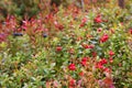 Wild berries on a green vegetative background in forest. Blueberries, lingonberries and heather in a pine forest Royalty Free Stock Photo