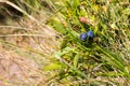 Wild berries on a green vegetative background in Royalty Free Stock Photo