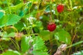 Wild berries on the lawn. Real ripe strawberries in green grass Royalty Free Stock Photo