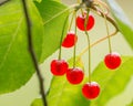 Wild berries and leaves found in the wild in the BWCA - Boundary Waters Canoe Area in Northern Minnesota Royalty Free Stock Photo