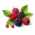 wild berries with leaves isolated on a white background