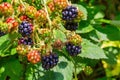 Wild berries of mature and unripe blackberries