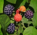 Wild Berries Royalty Free Stock Photo