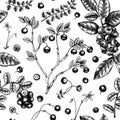 Wild berries seamless pattern in engraved style. Hand drawn forest berries - cranberry,  lingonberry, blueberry, bilberry seamless Royalty Free Stock Photo