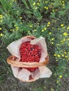 Wild berries strawberries, blueberries, berries gathered in the forest by hand, the aroma of Asorti ... forest