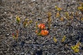 Wild Berries in Volcanoes National Park on Big Island, Hawaii Royalty Free Stock Photo