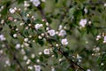 Wild berry apple blossom. White flowers on a tree close-up