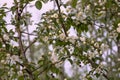 Wild berry apple blossom. White flowers on a tree close-up