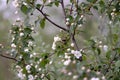 Wild berry apple blossom. White flowers on a tree close-up