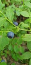 wild berry blueberry in green leaves Royalty Free Stock Photo