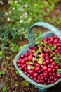 wild berry cranberries in a blue wicker basket in the garden near the cranberry bush