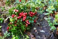 Wild berry cranberries. Closeup of Vaccinium vitis-idaea on the ground.