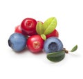 Wild berry fruits isolated