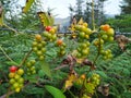 Wild berry vine in the forest Royalty Free Stock Photo