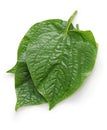 Wild betel, la lot, piper lolot, lolot pepper, piper sarmentosum