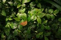 Wild Betel Leaf bush