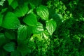 Wild Betel Leafbush in the Garden