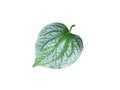 Wild Betel LeafBush isolated on white background with clipping path. Natural green leaves Royalty Free Stock Photo