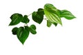 Wild Betel Leafbush tropical green leaf