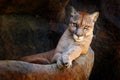 Wild big cat Cougar, Puma concolor, hidden portrait of dangerous animal with stone, USA. Wildlife scene from nature. Mountain Lion