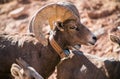 Wild  big horn sheep rams on the side of the road Royalty Free Stock Photo