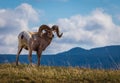 Wild Big Horn Sheep in Southern Alberta Royalty Free Stock Photo