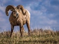 Wild Big Horn Sheep in Southern Alberta Royalty Free Stock Photo