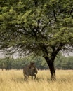 wild big male nilgai or blue bull or Boselaphus tragocamelus an largest asian antelope of asia in shade of tree in scenic Royalty Free Stock Photo