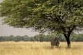 wild big male nilgai or blue bull or Boselaphus tragocamelus an largest asian antelope of asia in shade of tree in scenic Royalty Free Stock Photo