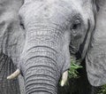 Wild big one African elephant feeds on green grass Royalty Free Stock Photo