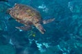 Wild big sea turtle in Andaman sea Royalty Free Stock Photo