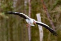 Wild Big stork flying on a clear background