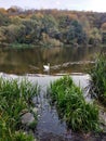 Wild swan swimming in the evening river landscape Royalty Free Stock Photo