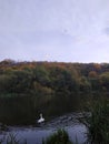 Wild swan swimming in the evening river landscape Royalty Free Stock Photo