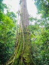 Big Tree in Bukit Lawang, Gunung Leuser National Park, Indonesia