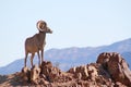 Wild Bighorn Sheep Royalty Free Stock Photo