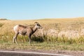 A wild Bighorn sheep in the Badlands National Park