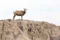 Wild Bighorn Sheep in Badlands National Park Royalty Free Stock Photo