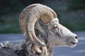 Wild bighorn sheep, Banff (Canada) Royalty Free Stock Photo