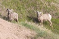 Wild Bighorn Sheep in Badlands National Park Royalty Free Stock Photo