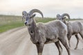 Wild Bighorn Sheep in Badlands National Park Royalty Free Stock Photo