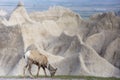 Wild Bighorn Sheep in Badlands National Park Royalty Free Stock Photo