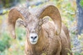 Wild Bighorn Sheep looking into camera