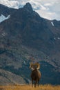 Wild Bighorn sheep Ovis canadensis Rocky Mountain Colorado Royalty Free Stock Photo